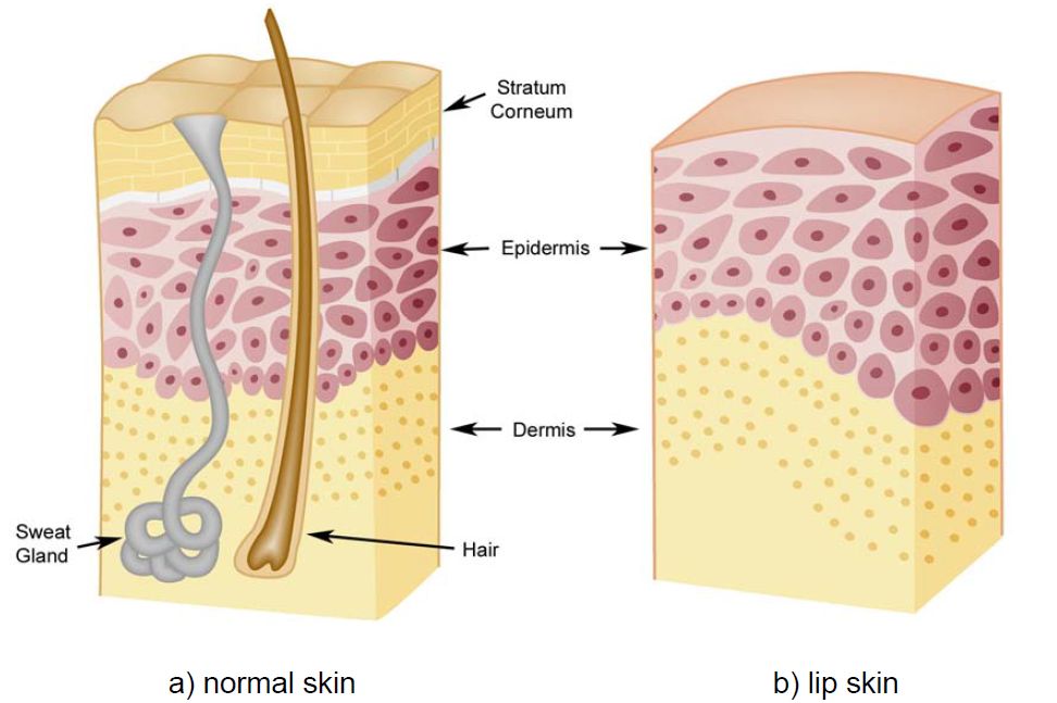 TRIPLE FILLER LIP CREAM INCREASE LIP VOLUME AND MOISTURIZE